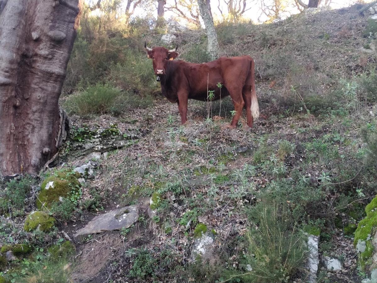 Apartamento Valle Del Guadiaro Cortes de la Frontera Eksteriør bilde